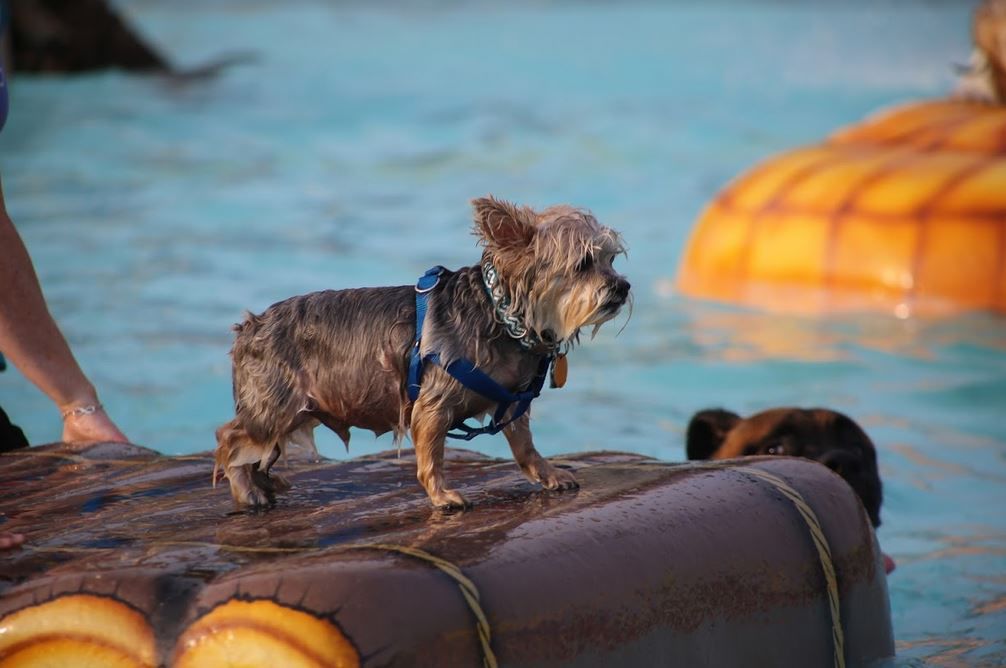 082318ho-doggie-dip-3